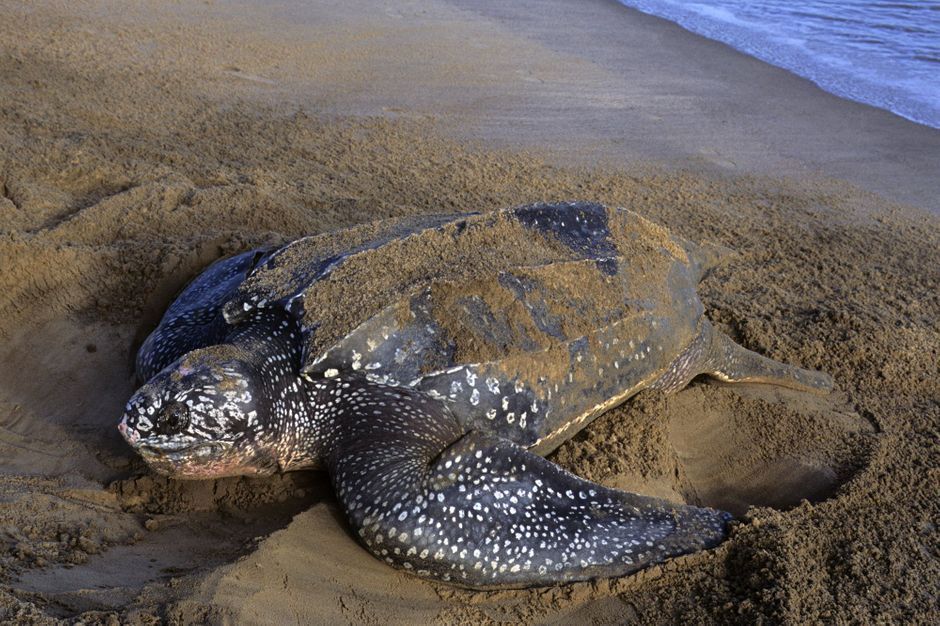 Une tortue luth de 300 kilos retrouvée morte sur une plage du Bassin d ...