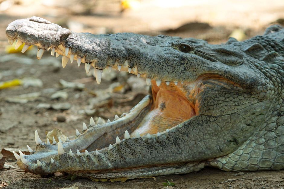 Mexique Un Homme Attaque Par Un Crocodile Dans Une Piscine D Hotel