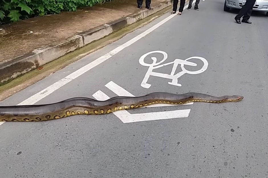 Un anaconda de 3,5 mètres surprend les automobilistes