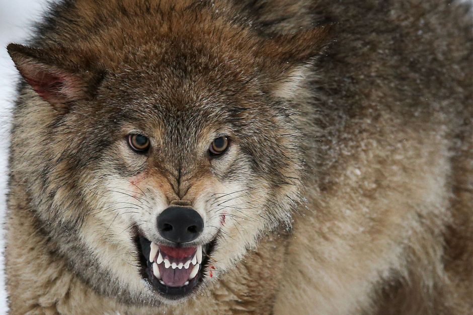 Belgique Un Loup Vagabond Soupconne D Avoir Mange Un Kangourou