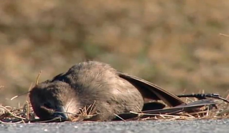 Pluie d'oiseaux morts le jour du Nouvel An