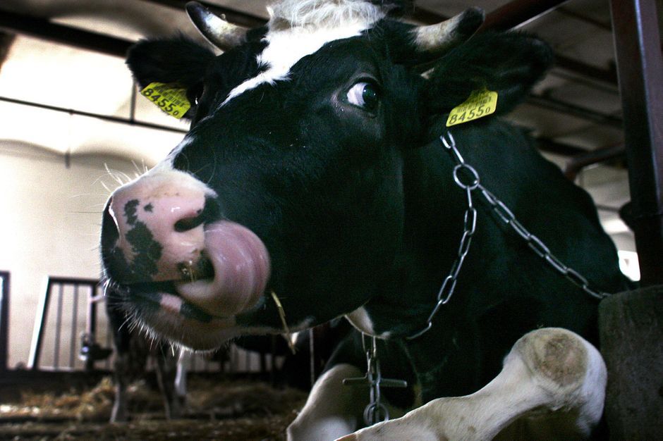 Un cas atypique de "maladie de la vache folle" en Pologne