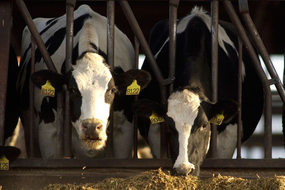 Un cas de vache folle détecté en Espagne