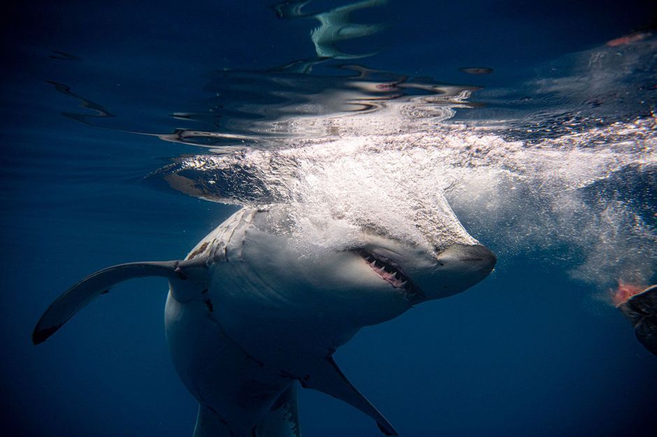 Photo of Un hombre devorado por un gran tiburón blanco en Sydney, la escena filmada