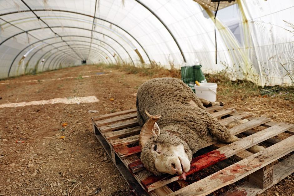 Aid elkébir 300 moutons sauvés par la Fondation Brigitte Bardot