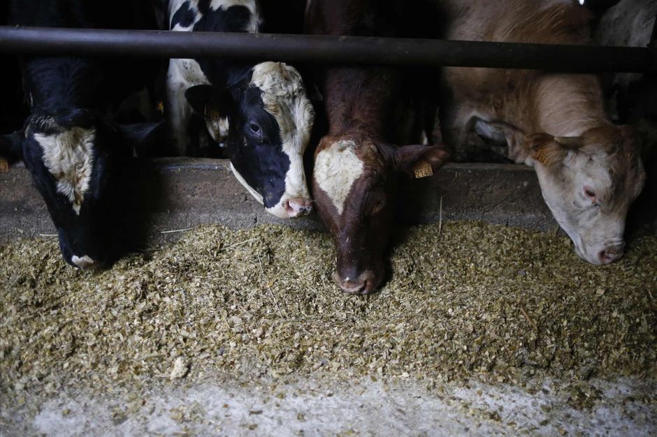 Un cas de vache folle confirmé en France