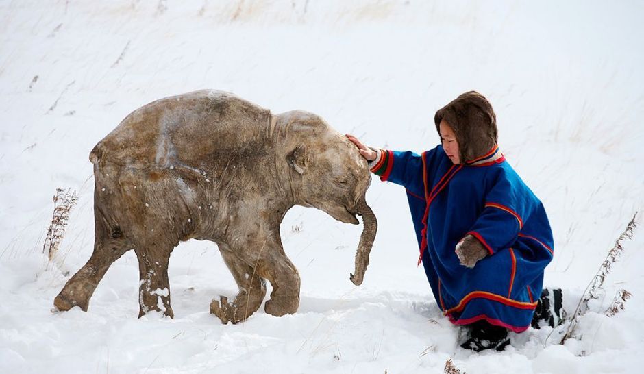 Lyuba Bebe Mammouth Sauve Des Glaces