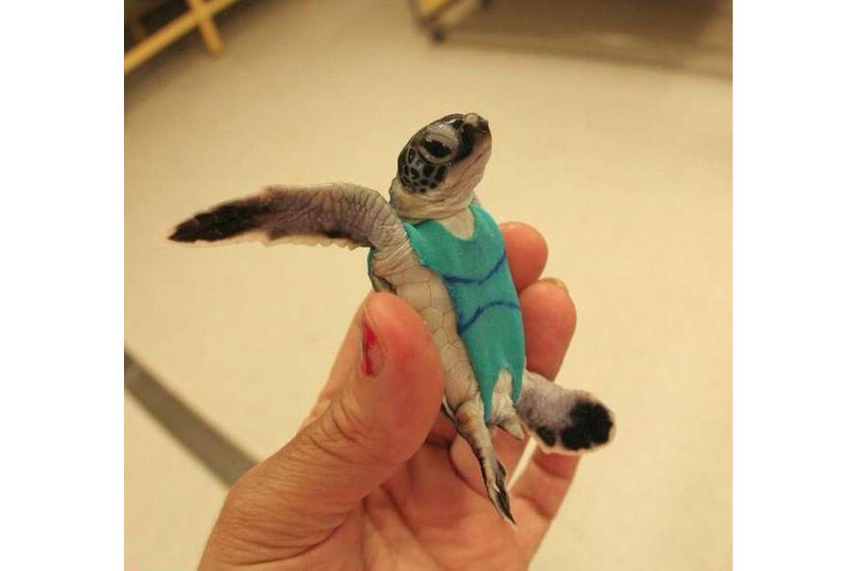 Maillot de bain tortue clearance