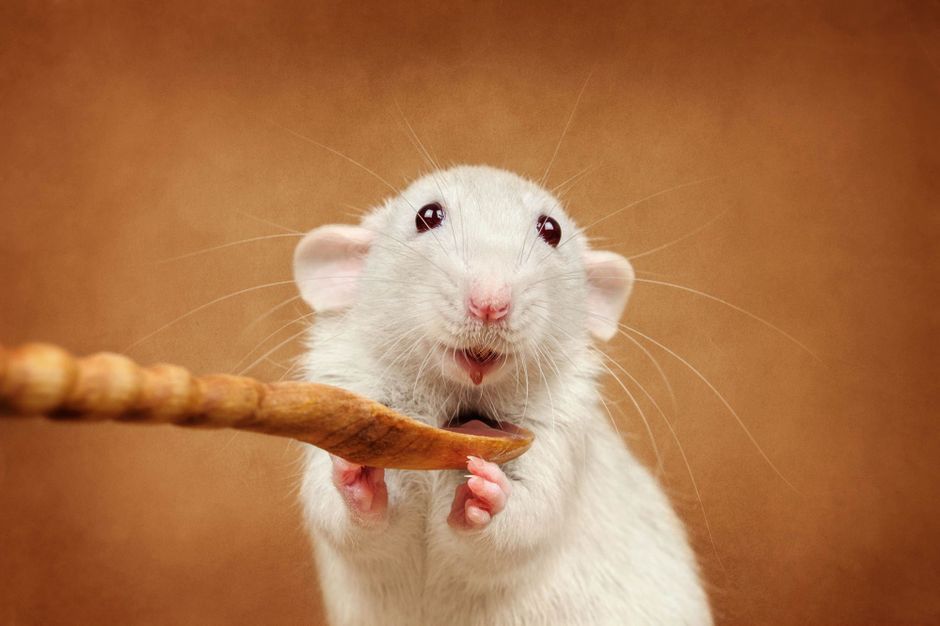 En images Adorables rongeurs En images Adorables rongeurs