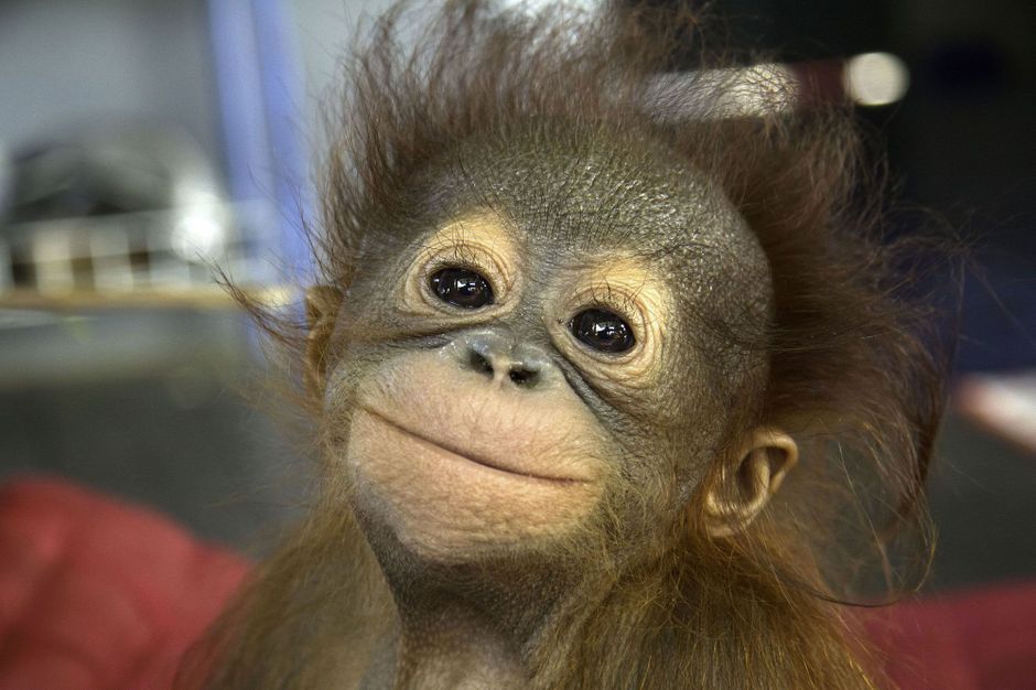 En images - CÃ©lÃ©brons la journÃ©e de lâ€™orang-outan