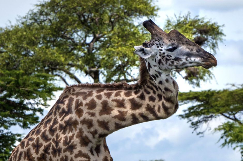 Blessée depuis cinq ans - La girafe au cou tordu