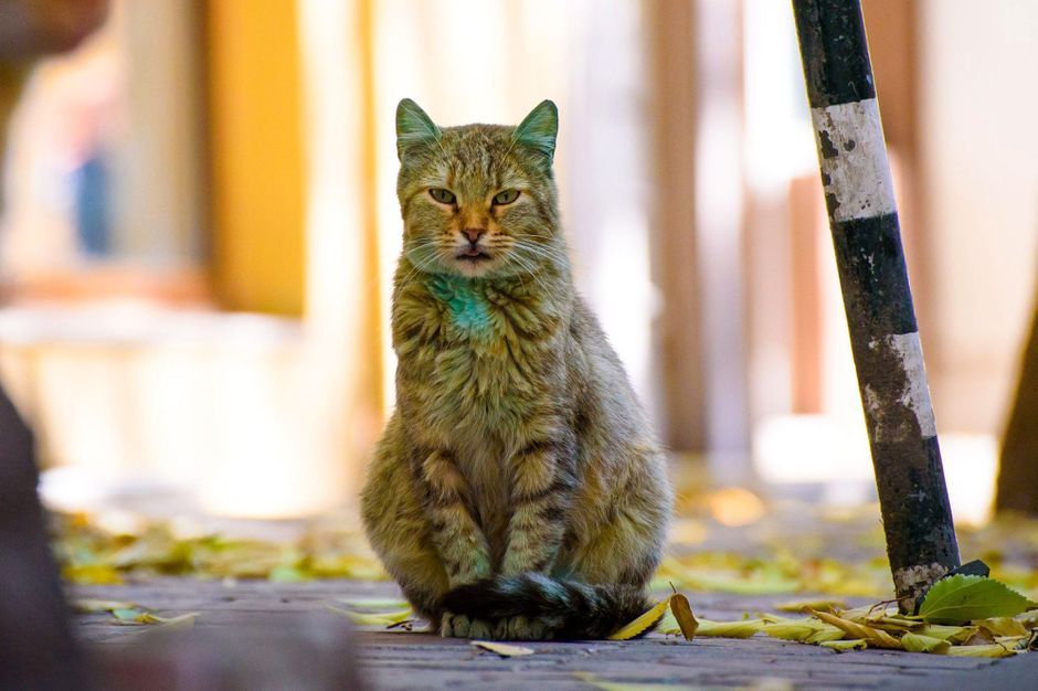 En Bulgarie Le Chat Vert Est Devenu Jaune