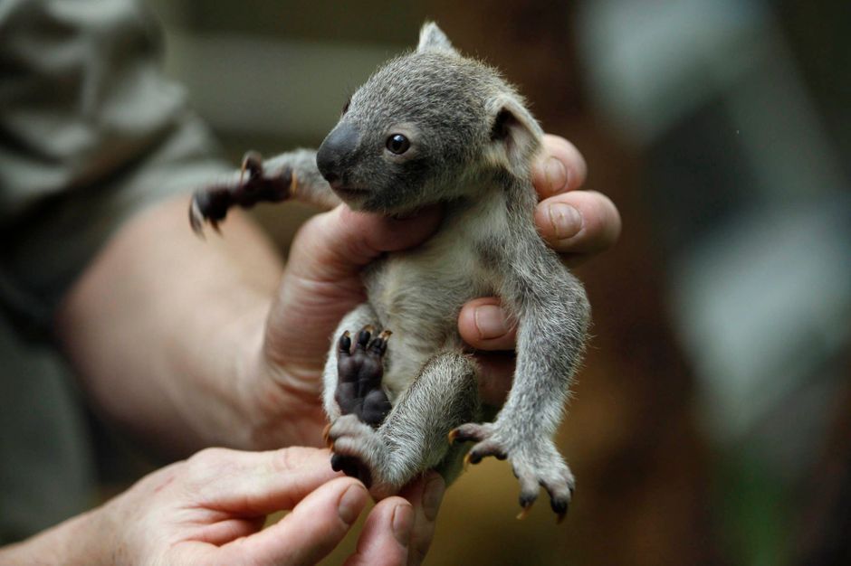 Le Plus Mignon Des Bebes Koala