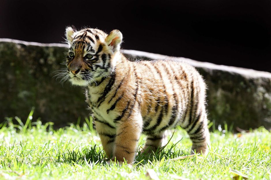 En Australie Première sortie pour Kai le petit tigre