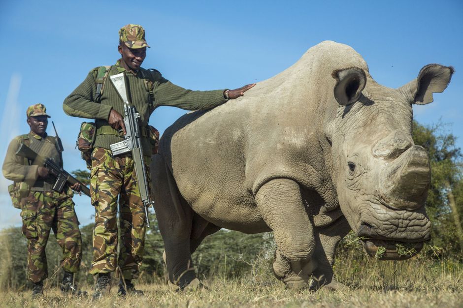 Le dernier mâle blanc du Nord Sudan, un rhinocéros sous haute protection