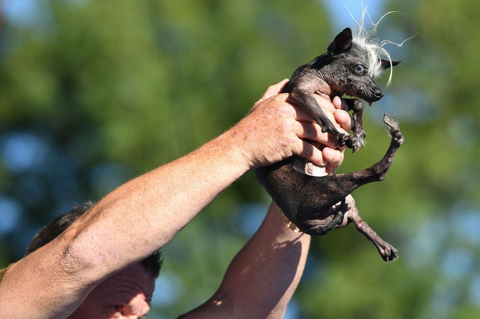 Quel Est Lanimal Le Plus Moche Du Monde SweePie Rambo, élu chien le plus moche du monde