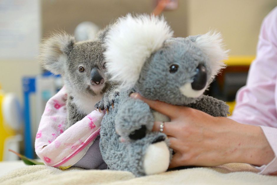 peluche koala avec bambou