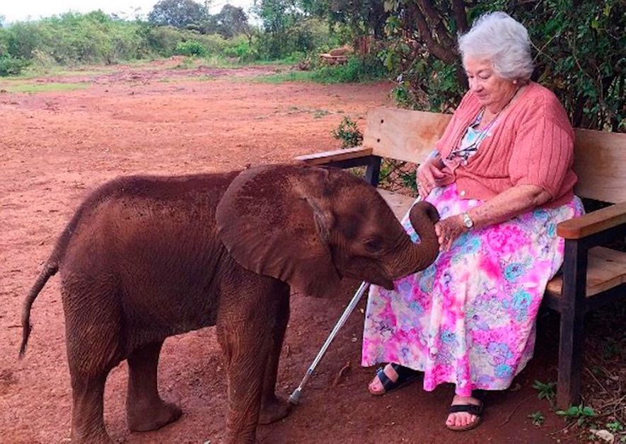 Daphne Sheldrick Mère De 200 éléphants Au Kenya 