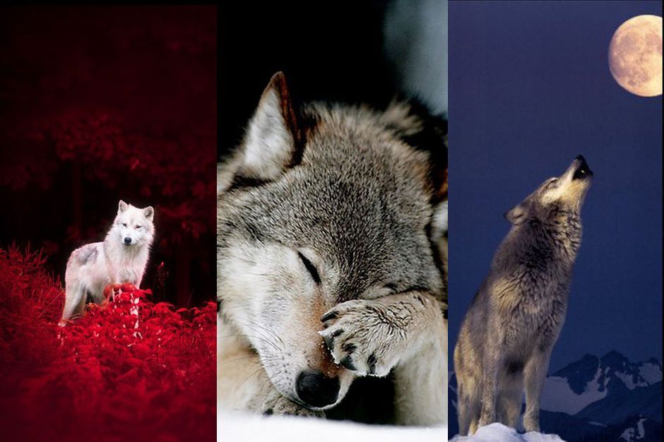 En Images Les 15 Loups Mystiques Reperes Sur Pinterest