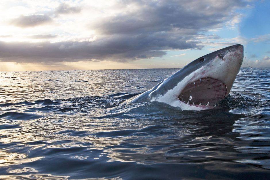 "Shark Week" Le requin à l’honneur sur Discovery Channel