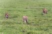 Des lionnes dans la réserve naturelle du Ngorongoro, en 2014. (photo d'illustration)