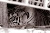 Prisonnier, plaqué contre le sol insalubre, l'un des Tigres du train abandonné en Argentine, lance un regard comme un appel pour implorer le droit à une vie meilleure.