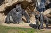 Des gorilles du zoo de San Diego photographiés le 10 janvier.