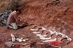 Le squelette de Patagotitan mayorum découvert en 2017 en Argentine.