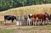 Dans la Sarthe comme ailleurs,  la culture et le bétail ont été sévèrement touchés par le manque d’eau.