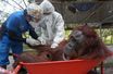 En images : remise en liberté exceptionnelle de dix orangs-outans à Bornéo