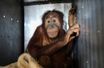Un couple d’orang-outans de retour en Indonésie après avoir été capturé