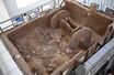 Un char vieux de 3000 ans de la dynastie des Zhou a été restauré en Chine