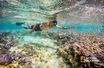 Dans l'archipel des Midway (Hawaï), le 1er septembre 2016. Cette photo, issue du numéro de février du magazine «National Geographic», apparaît aussi dans «Sea of Hope. America's Underwater Treasures», dont la première diffusion a eu lieu le 15 janvier sur la chaîne National Geographic.