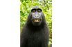 Les droits du selfie du macaque appartiennent bien au photographe