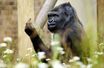 Le gorille est de mauvaise humeur… et le fait savoir - Au zoo de Bristol