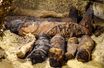 Egypte : Incroyable découverte de momies vieilles de 2000 ans