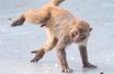 Chine : des singes s'amusent sur la glace
