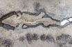 Un squelette ichthyosaure trouvé à Leicestershire, au Royaume-Uni.