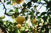 La bergamote, ingrédient star des nouvelles eaux de Guerlain