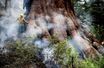 Les séquoias géants du Yosemite sont en flammes