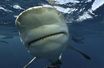 Image d'illustration. Le photographe sous-marin John Moore, 55 ans, a pris ces photos au large de Jupiter en Floride alors que les requins taureaux nageaient autour d'un plongeur.