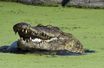 Le crocodile chassé au Zimbabwe dépassait les 4,5 mètres...