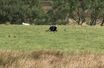 Panthère noire dévorant un mouton ou paisible vache allongée dans l'herbe ? Le débat sur la vidéo filmée par un jeune campeur fait rage.