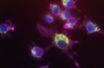 Bactéries de la peste bubonique (en rouge) observées au microscope dans des macrophages (cellules immunitaires) humains.