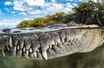 Un crocodile américain immortalisé par Tanya Houppermans.