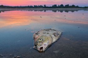 Pollution du fleuve Oder: 100 tonnes de poissons morts repêchés