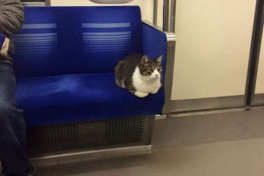Une des apparitions du chat de la ligne Seibu Ikebukuro.