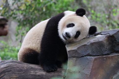 Ici un panda géant à Chengdu, en Chine.