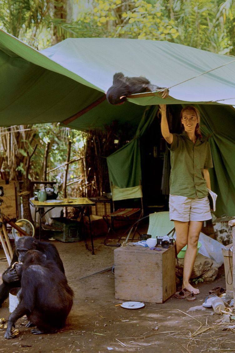 In 1963, in their camp. Young Flint, whom she has studied since birth, plays while the older ones steal bananas.