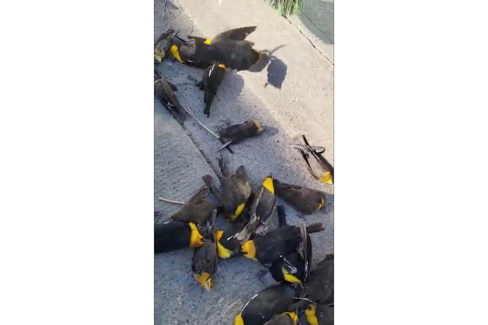 Photo of Cientos de pájaros mueren misteriosamente en México